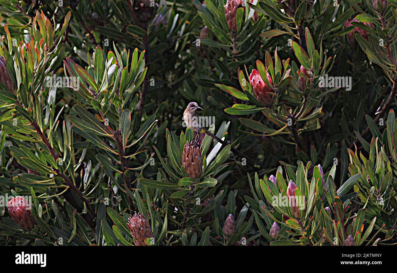Un primo piano di un piccolo Sugarbird Cape arroccato su un cespuglio di zucchero comune (Protea caffra) Foto Stock