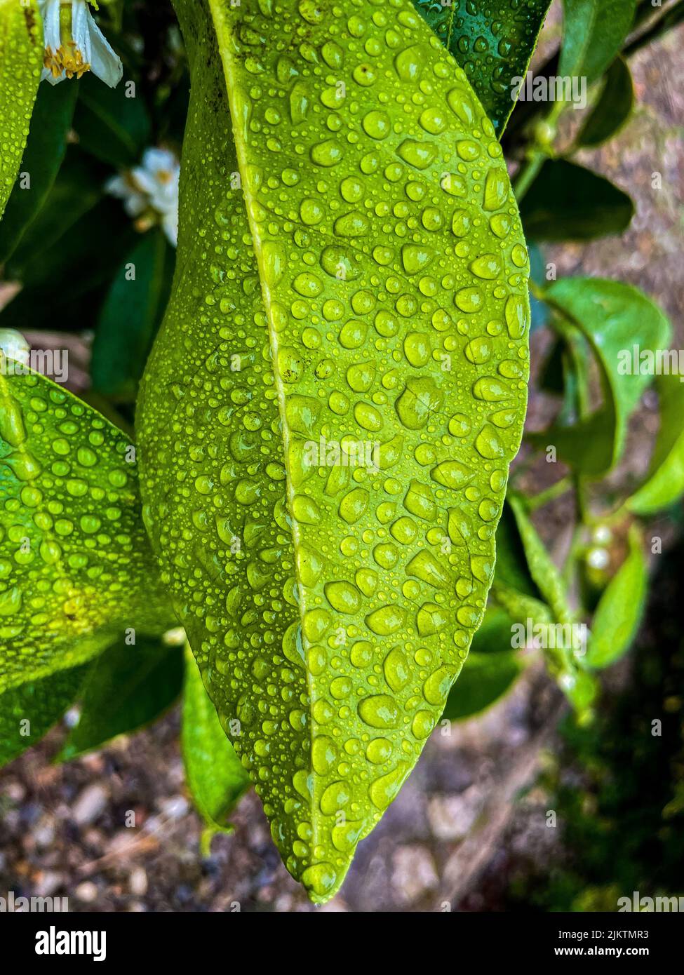 Un primo piano verticale di una foglia verde coperta da gocce d'acqua sullo sfondo sfocato delle foglie Foto Stock