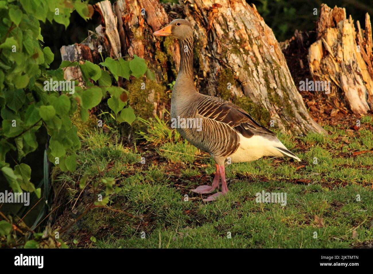 Un primo piano di un'oca grigia che cammina sul terreno coperto di erba verde Foto Stock