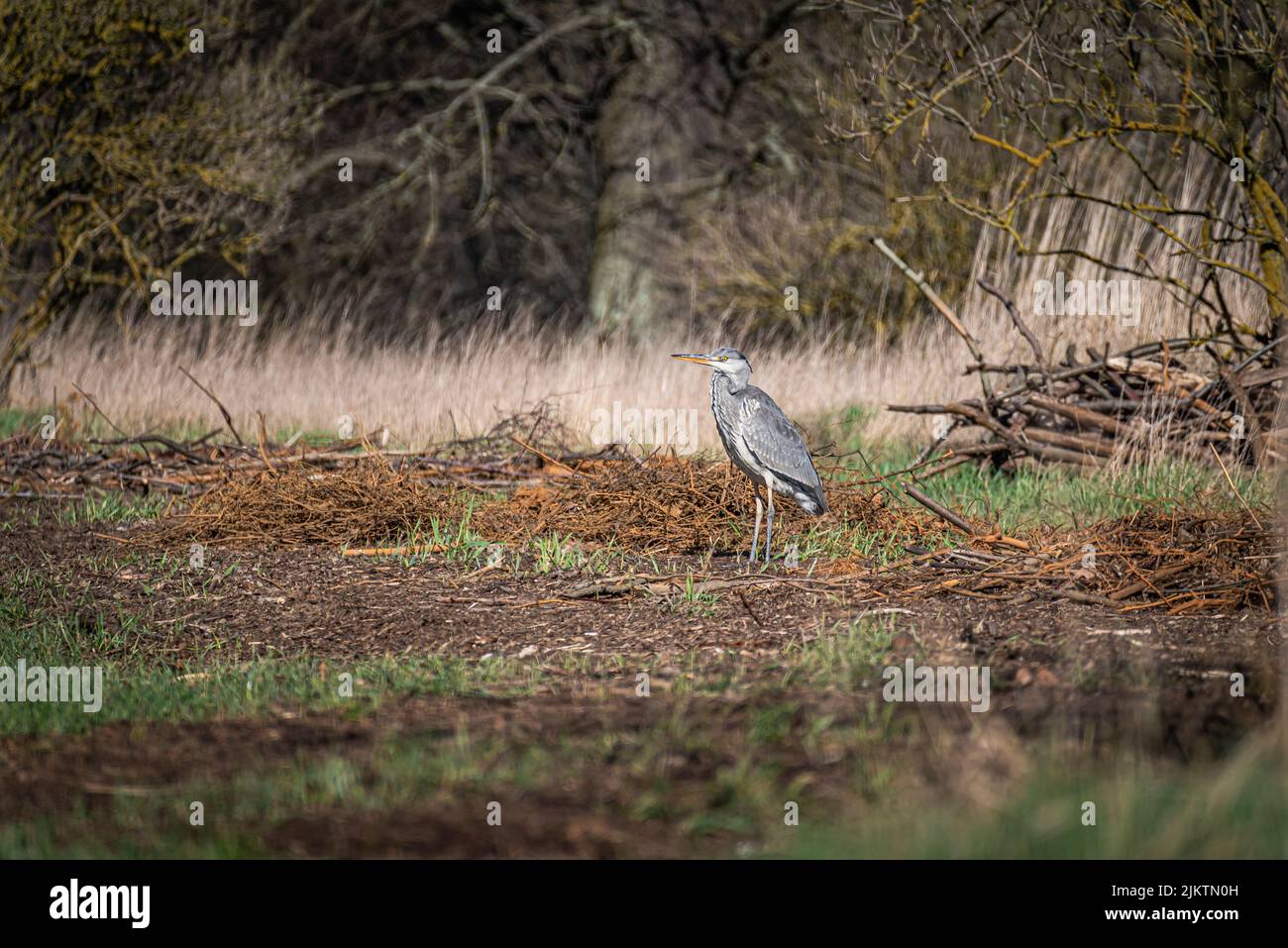 Orone grigio vigile sulla riva in attesa di un'opportunità di caccia Foto Stock