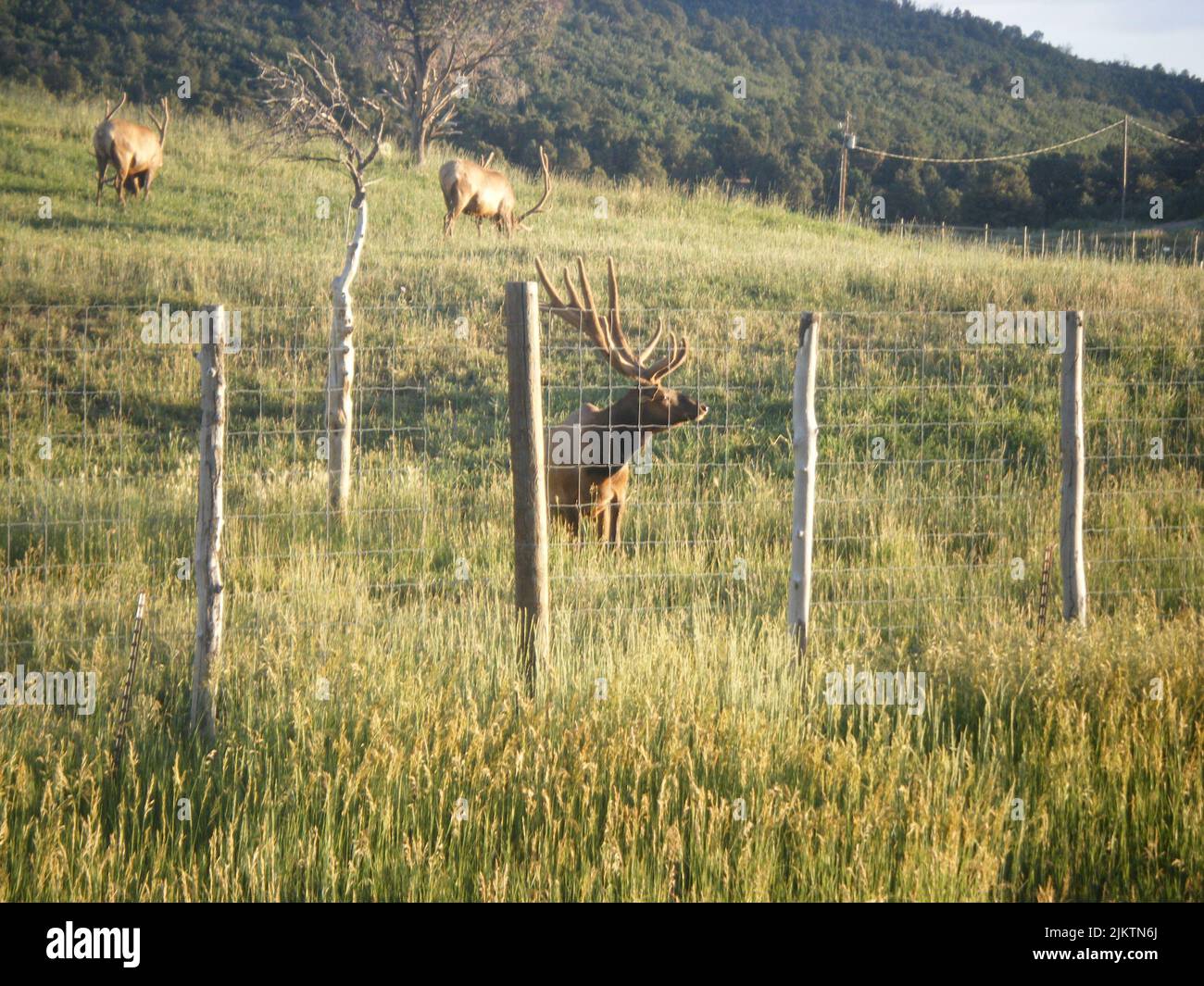 Una vista panoramica dei nani di Cervus canadensis che camminano su un prato verde, visto dietro una rete recintata Foto Stock