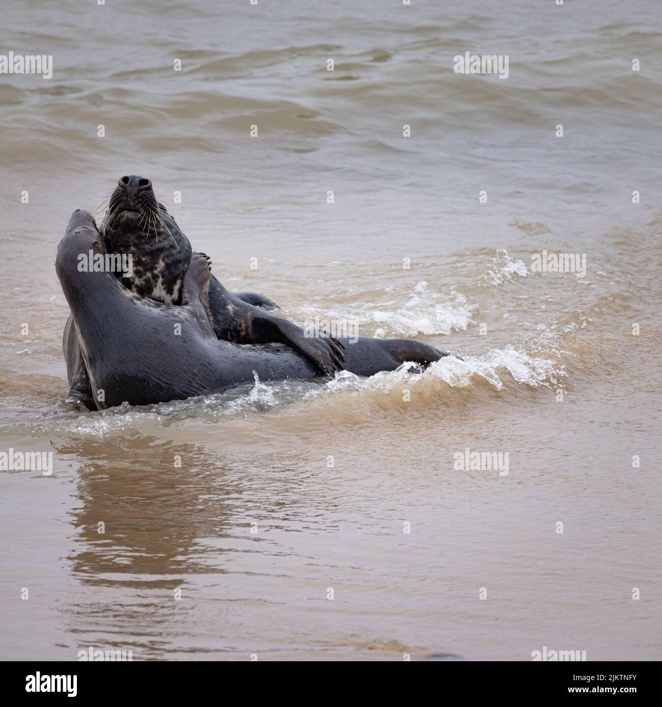 Un colpo verticale di due foche grigie (grypus di Halichoerus) che suonano in un'acqua soffusciante Foto Stock
