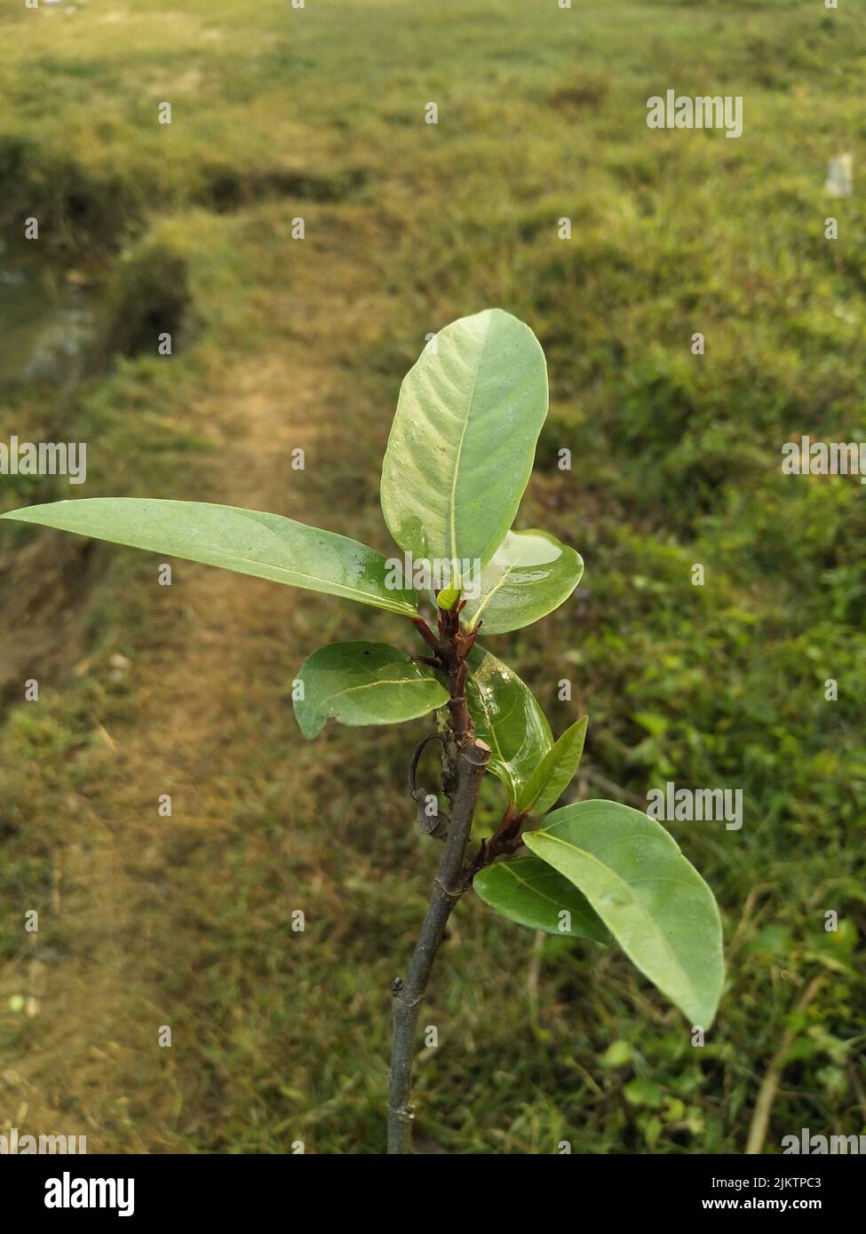 Ficus racemosa, il fico a grappolo, fico rosso di fiume o gulare, è una specie di pianta della famiglia Moraceae. È originaria dell'Australia e dell'Asia tropicale Foto Stock