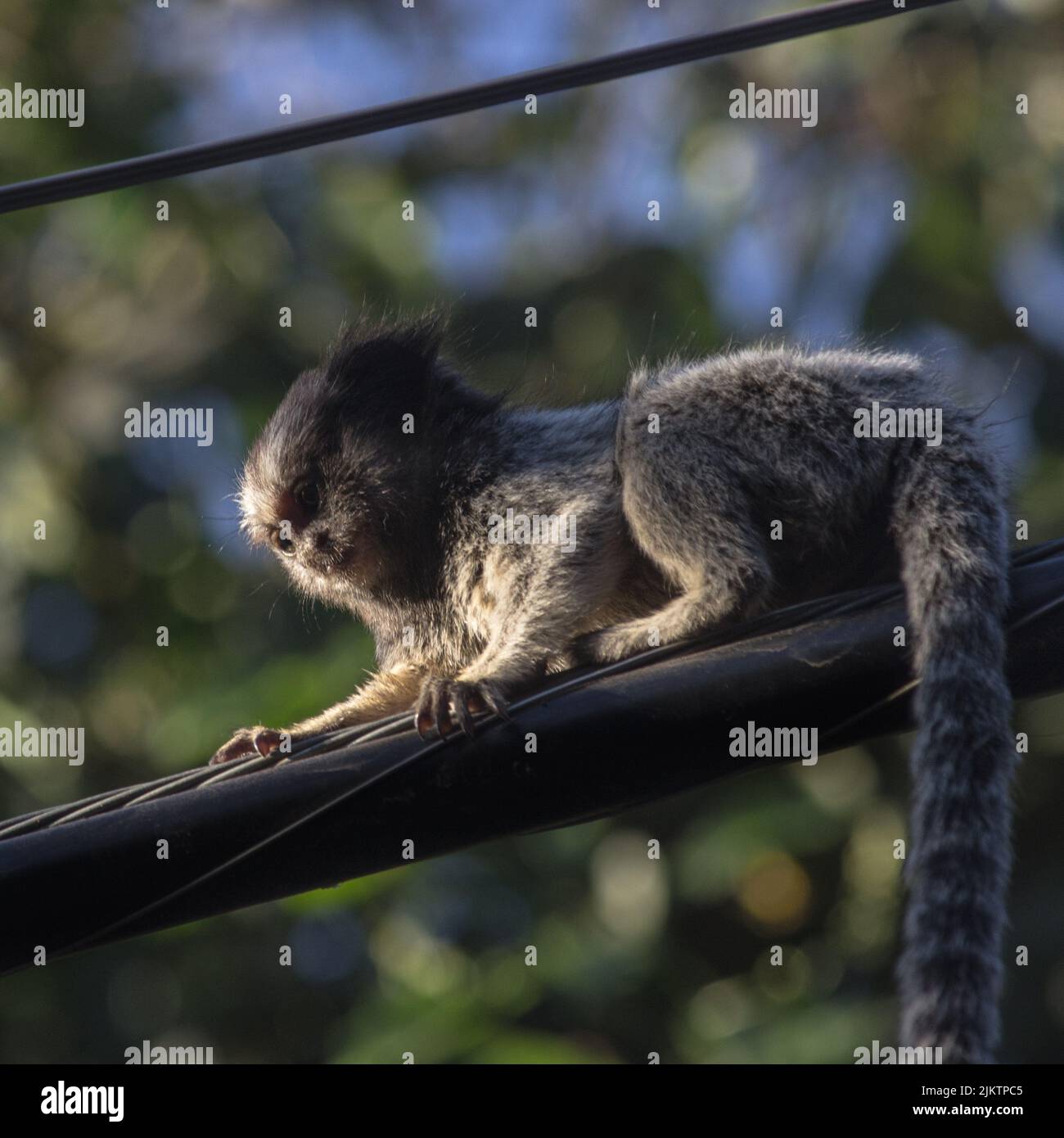 Una scimmia bambino che fissa mentre si siede su un filo Foto Stock