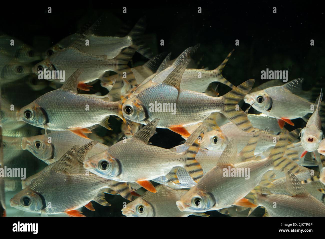 Una scuola di pesci prochilodus d'argento che nuotano in un acquario Foto Stock