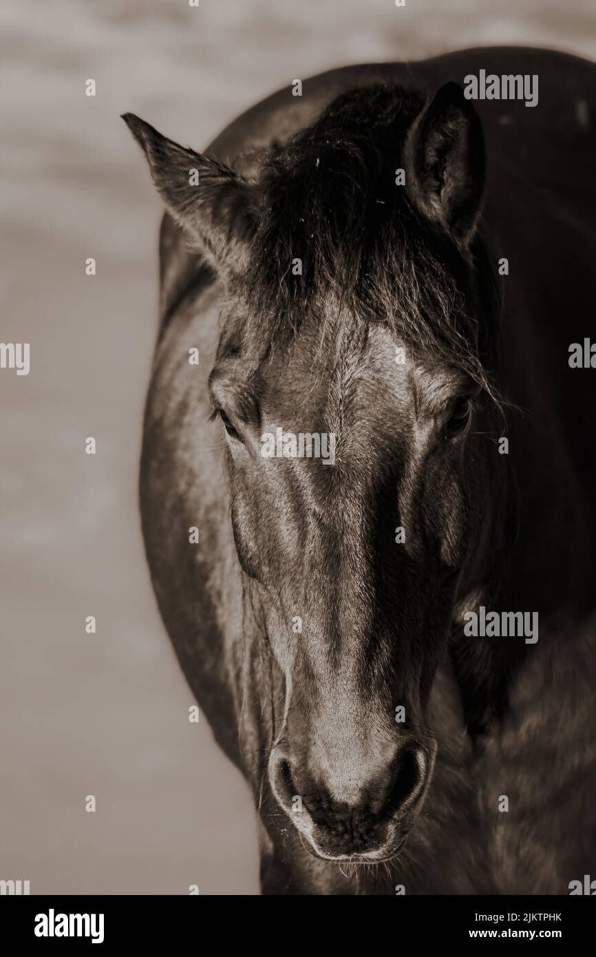 Primo piano verticale di un cavallo nero. Vista frontale. Foto Stock