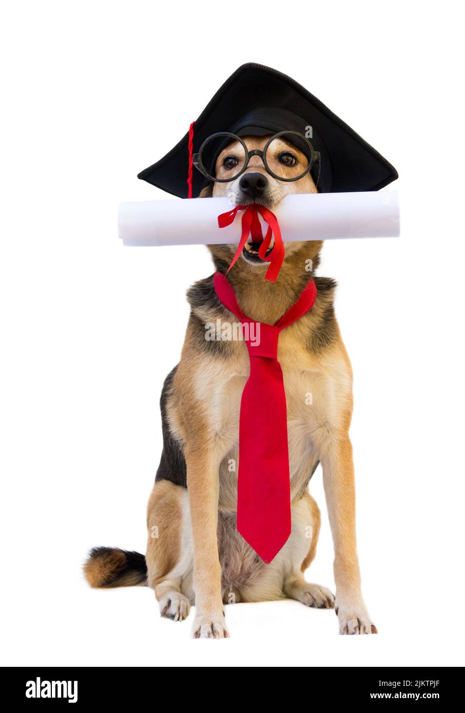 cane mongrel con cappello, bicchieri, cravatta e diploma di laurea su sfondo bianco Foto Stock