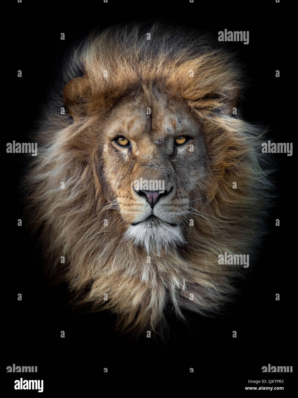 Un ritratto di un volto Leone africano su sfondo nero Foto Stock