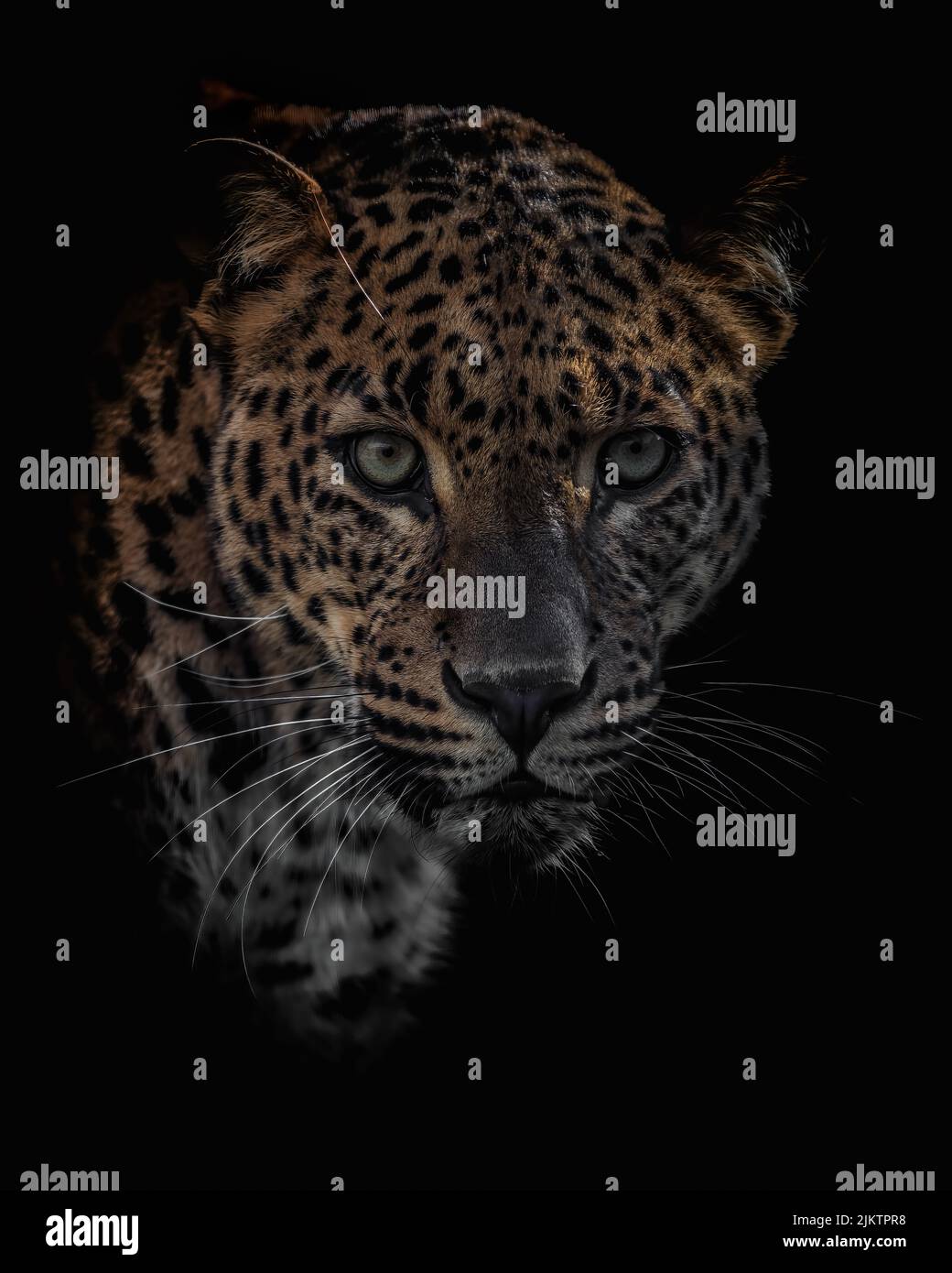 Uno scatto panoramico di un gatto selvatico del leopardo dello Sri Lanka che esce dall'oscurità Foto Stock