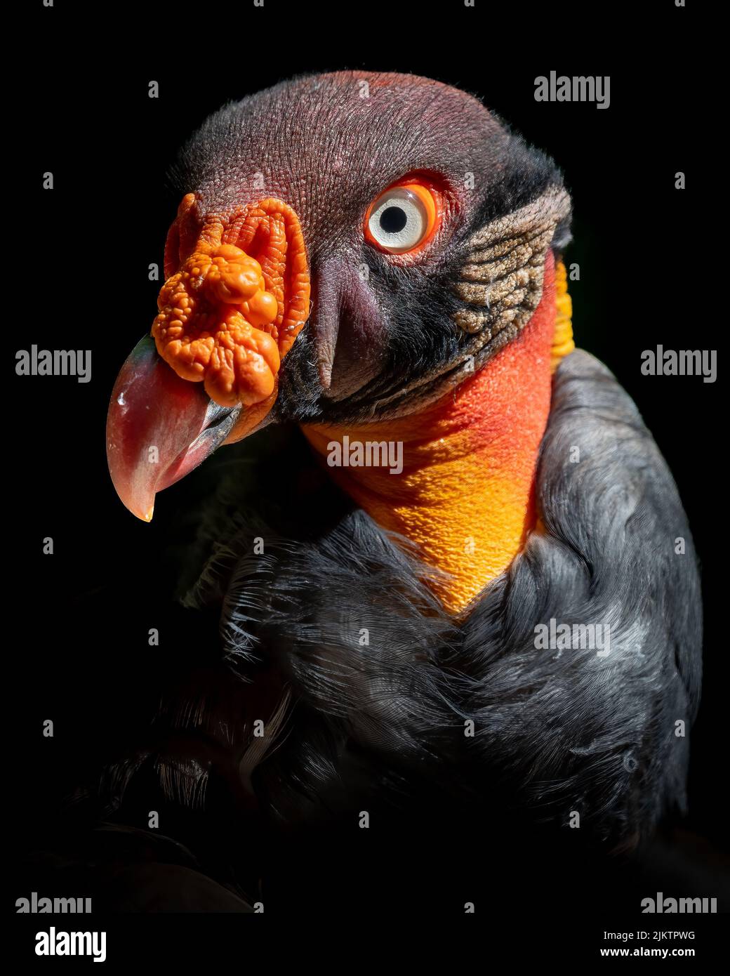 Uno scatto verticale di un avvoltoio re colorato su uno sfondo scuro Foto Stock
