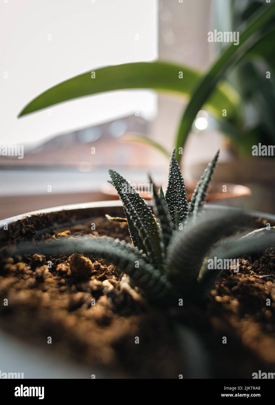 Un primo piano verticale di un succulento che cresce in una pentola su un davanzale. Foto Stock