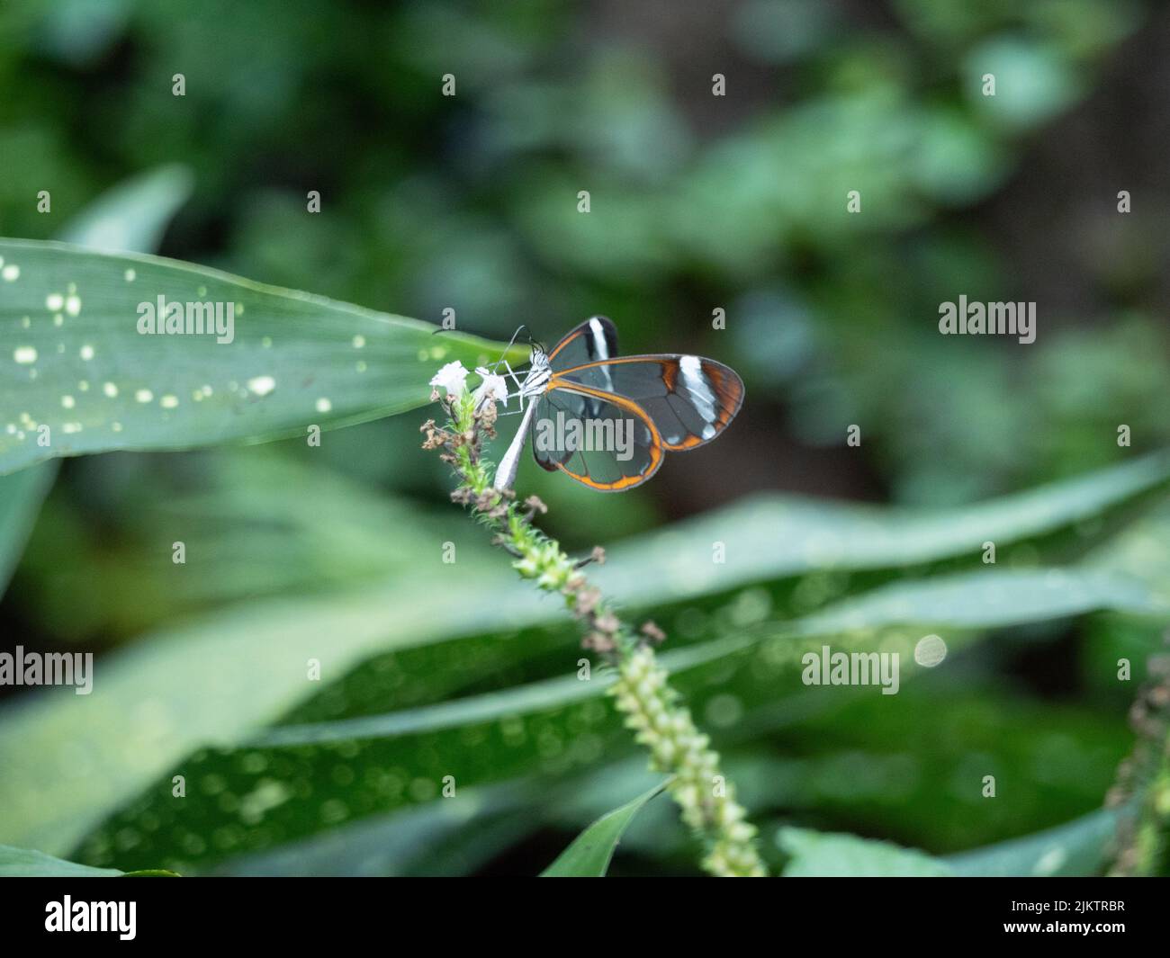 Un primo piano di una farfalla Glasswing seduta su una pianta su uno sfondo sfocato di foglie Foto Stock