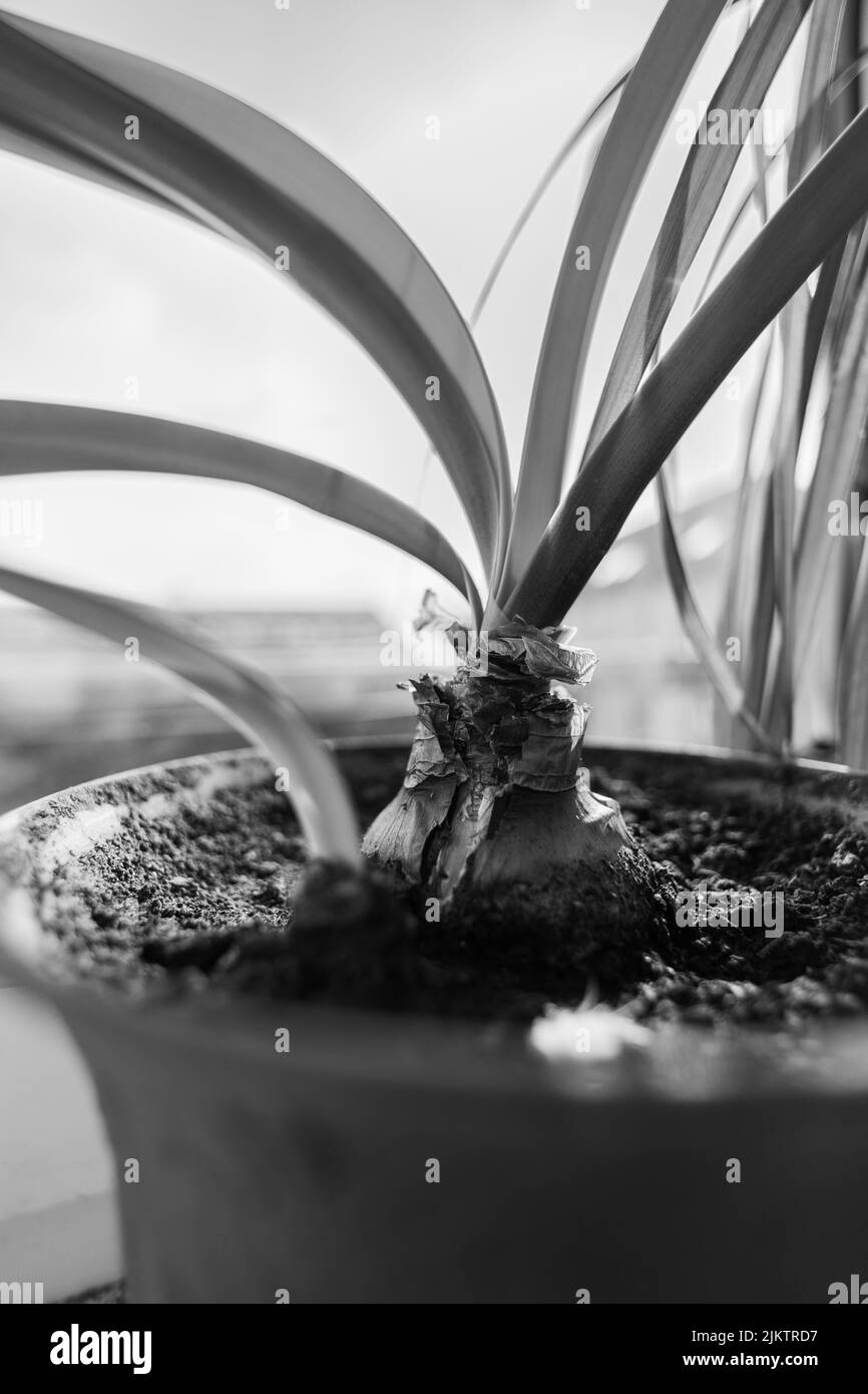 Un colpo verticale in scala di grigi di cipolla che cresce in una pentola. Foto Stock