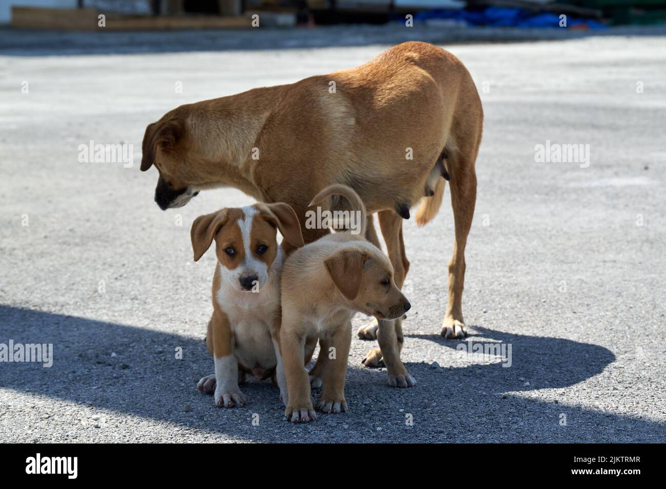 Il bellissimo scatto di una famiglia di cani da strada, madre e cuccioli Foto Stock