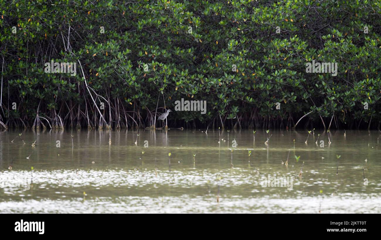 Un uccello grigio airone in una palude di mangrovie paludose Foto Stock