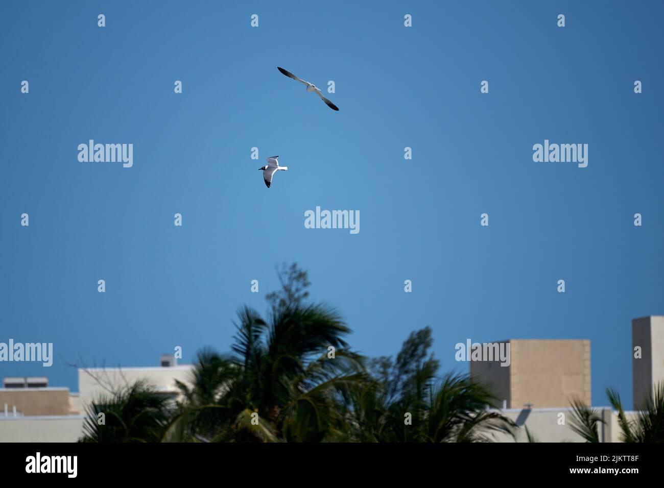 Il bellissimo scatto di gabbiani che volano nel cielo blu sopra i tetti della città Foto Stock