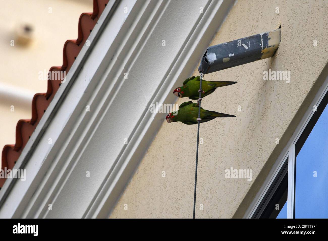 Un primo piano di due paracadulle (Psittacara mitratus) appesi ad un cavo vicino ad una casa Foto Stock