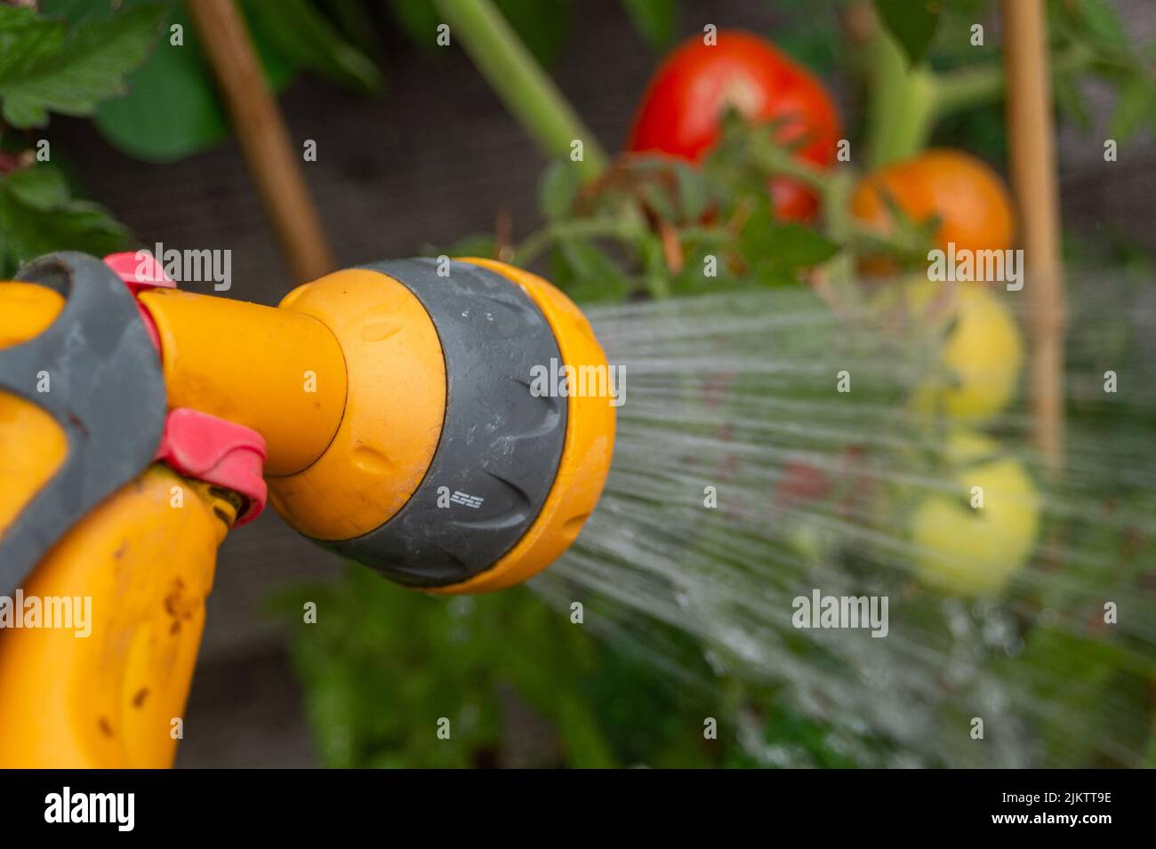 Slough, Berkshire, Regno Unito. 3rd Agosto 2022. Un giardino a Slough con bagni di uccelli e stazioni di bere con pietre per api e vespe. Un altro divieto di tubi flessibili è stato annunciato oggi da South East Water per Kent e Sussex a partire dal 12th agosto. Credit: Maureen McLean/Alamy Live News Foto Stock