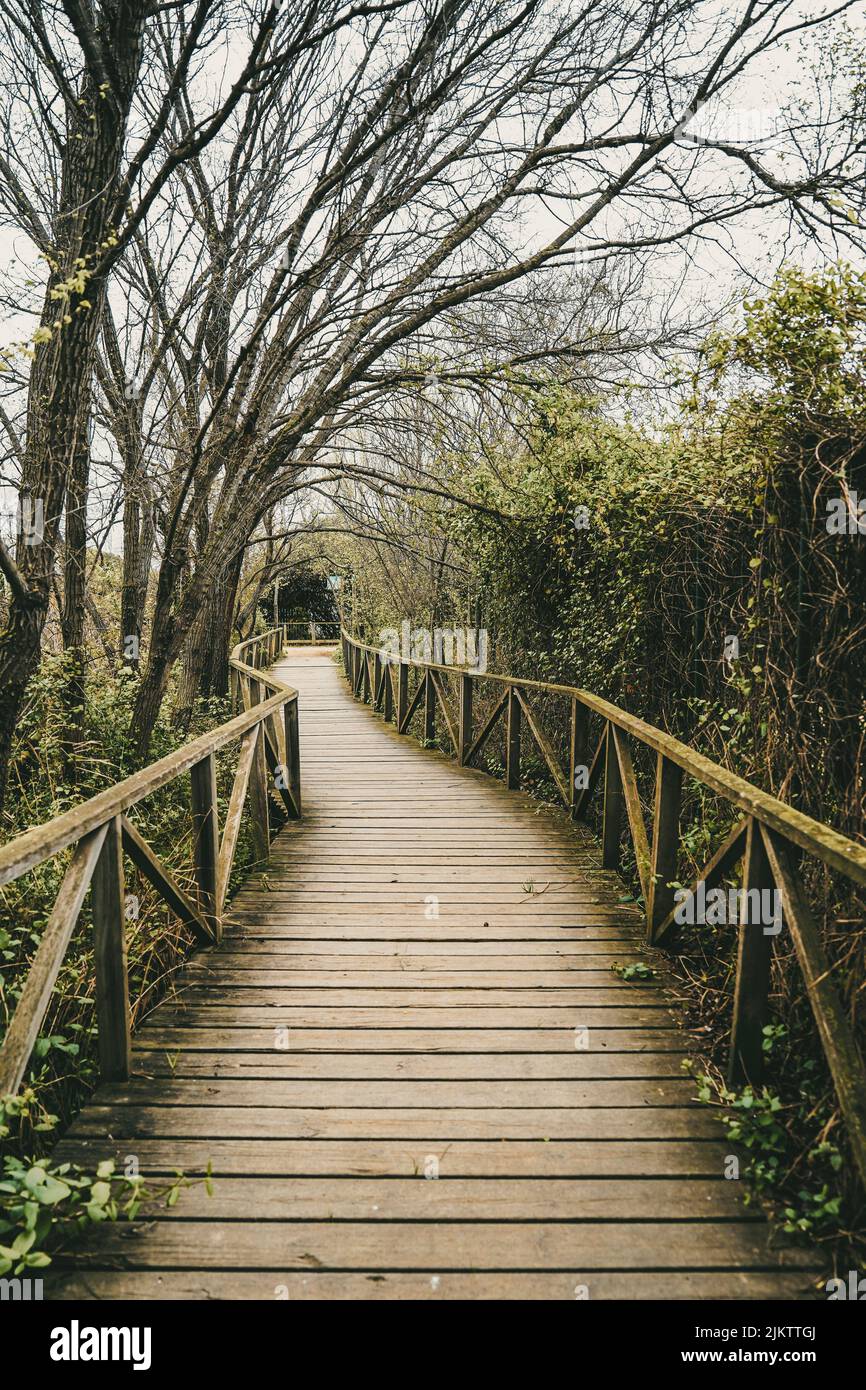 Un bellissimo scatto verticale di un lungo molo a ponte di legno con piante e alberi senza foglie con un cielo chiaro Foto Stock