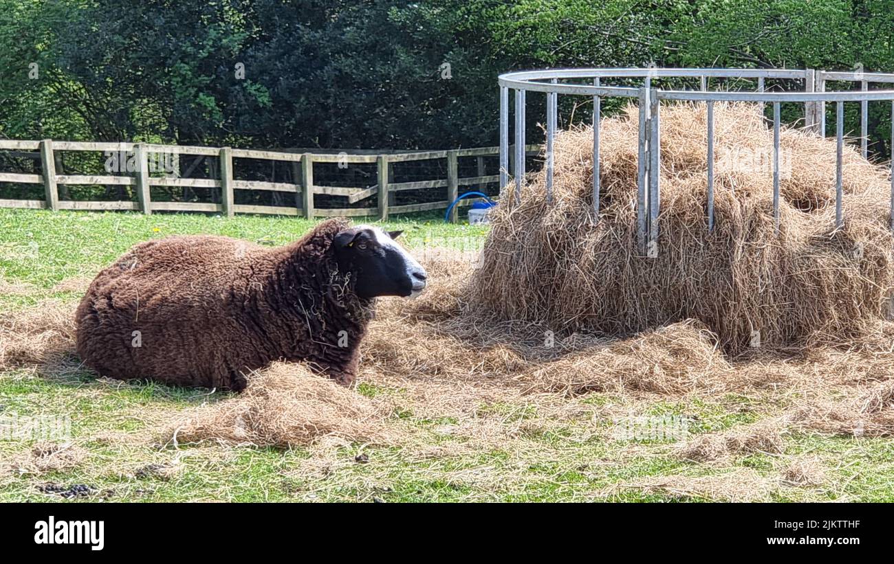 Una pecora Arapawa a pelliccia che si stesa accanto al fieno nella fattoria Foto Stock