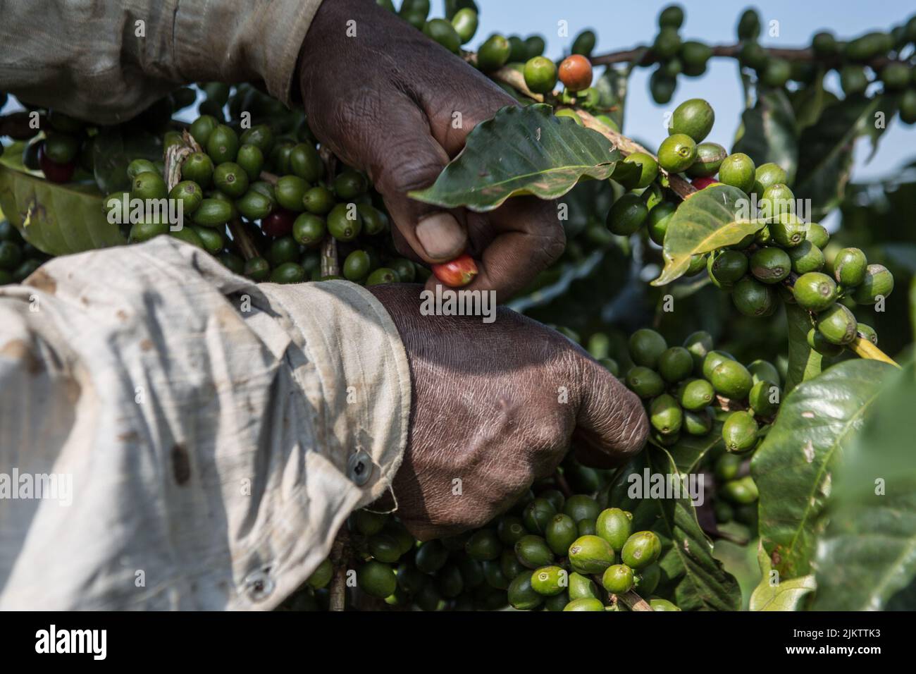 Un primo piano con le mani di un contadino che raccoglie i chicchi di caffè arabica sotto il sole Foto Stock