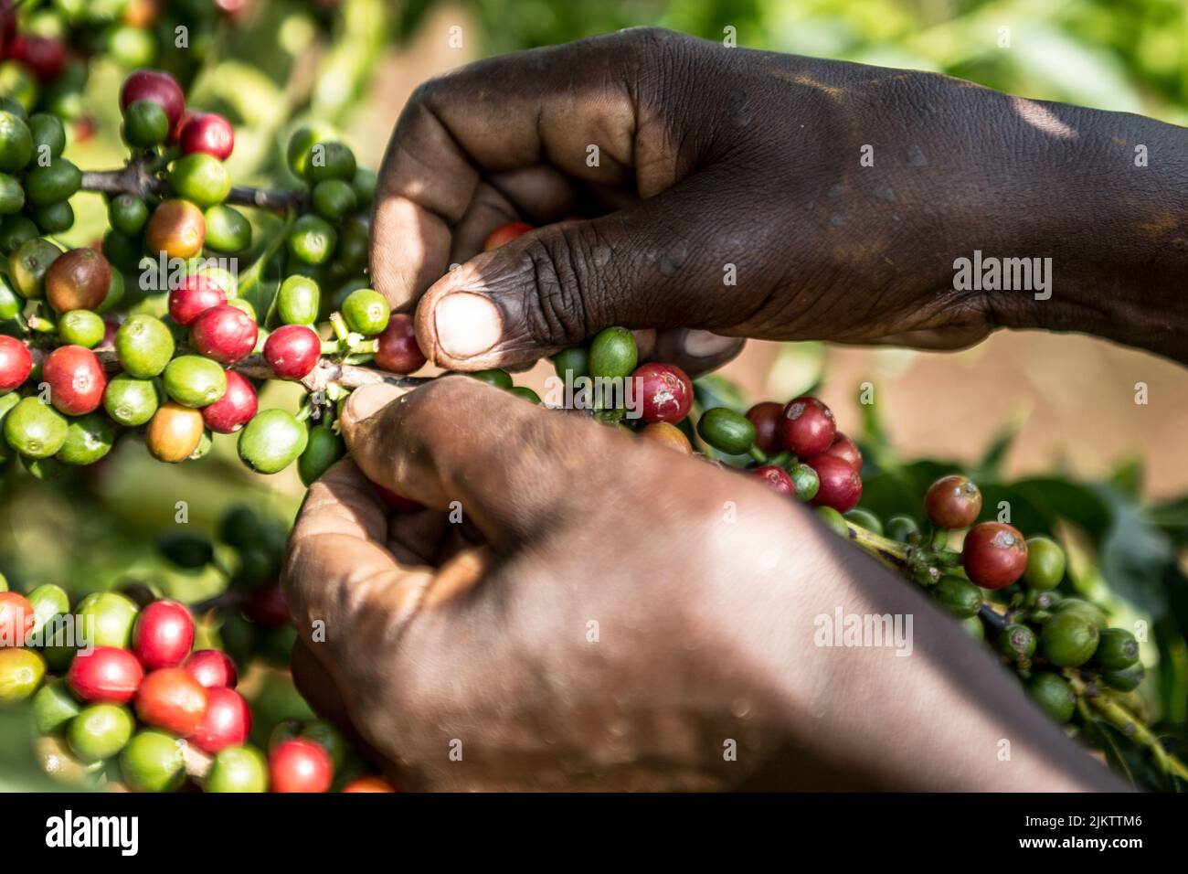 Un primo piano con le mani di un contadino che raccoglie i chicchi di caffè arabica sotto il sole Foto Stock