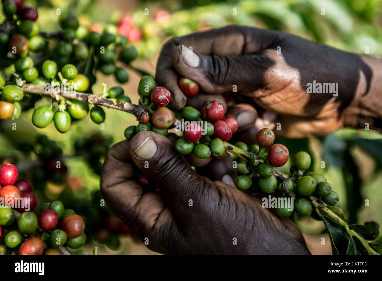 Un primo piano con le mani di un contadino che raccoglie i chicchi di caffè arabica sotto il sole Foto Stock