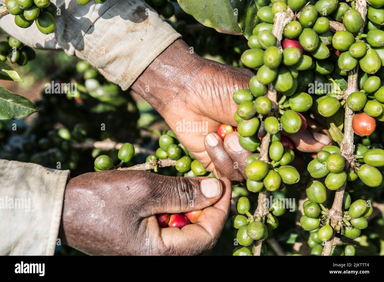 Un primo piano delle mani di un contadino che raccoglie i chicchi di caffè arabica sotto il sole Foto Stock