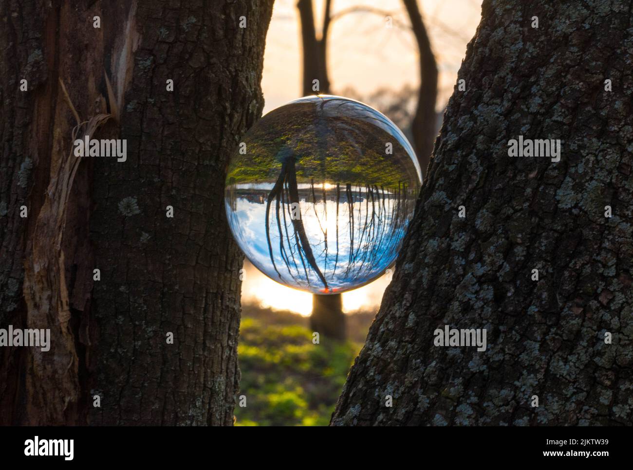 Una sfera di cristallo posta tra tronchi d'albero riflette un paesaggio boscoso all'alba Foto Stock