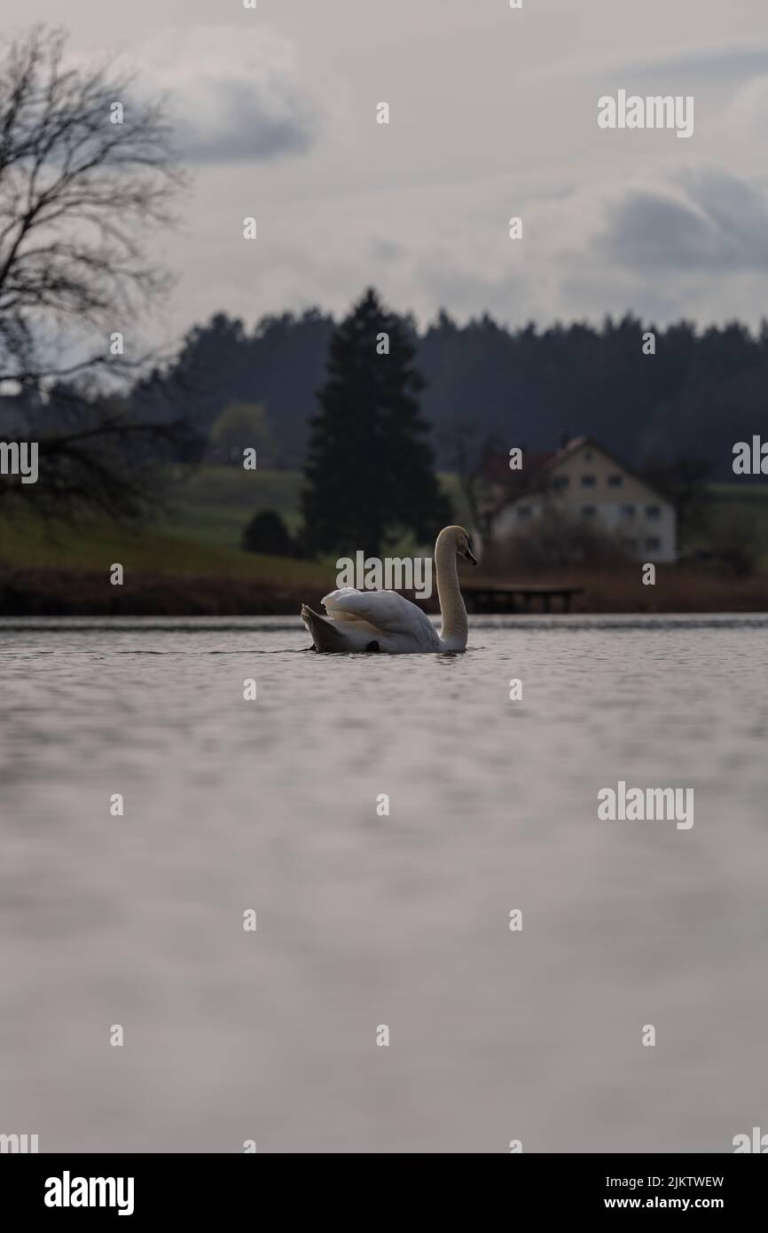 Un colpo verticale di un cigno bianco su un piccolo lago nel Allgau Foto Stock