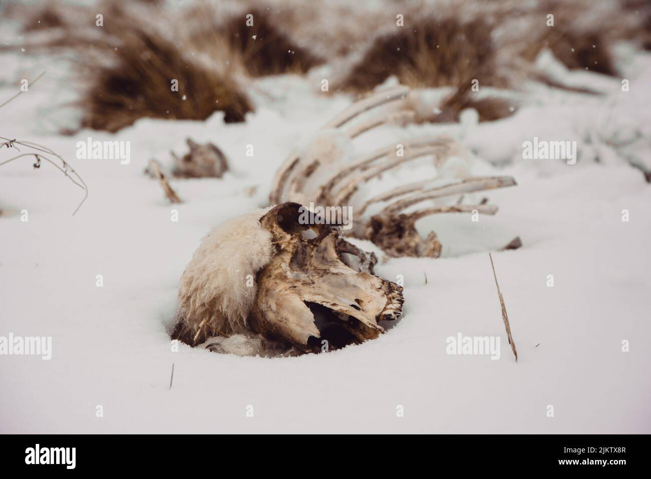 Primo piano di un cranio animale nella neve Foto Stock