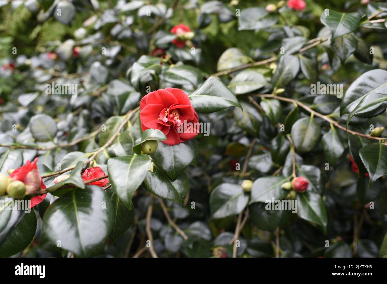 Una selezione di fiori di camelia rossi su un cespuglio Foto Stock