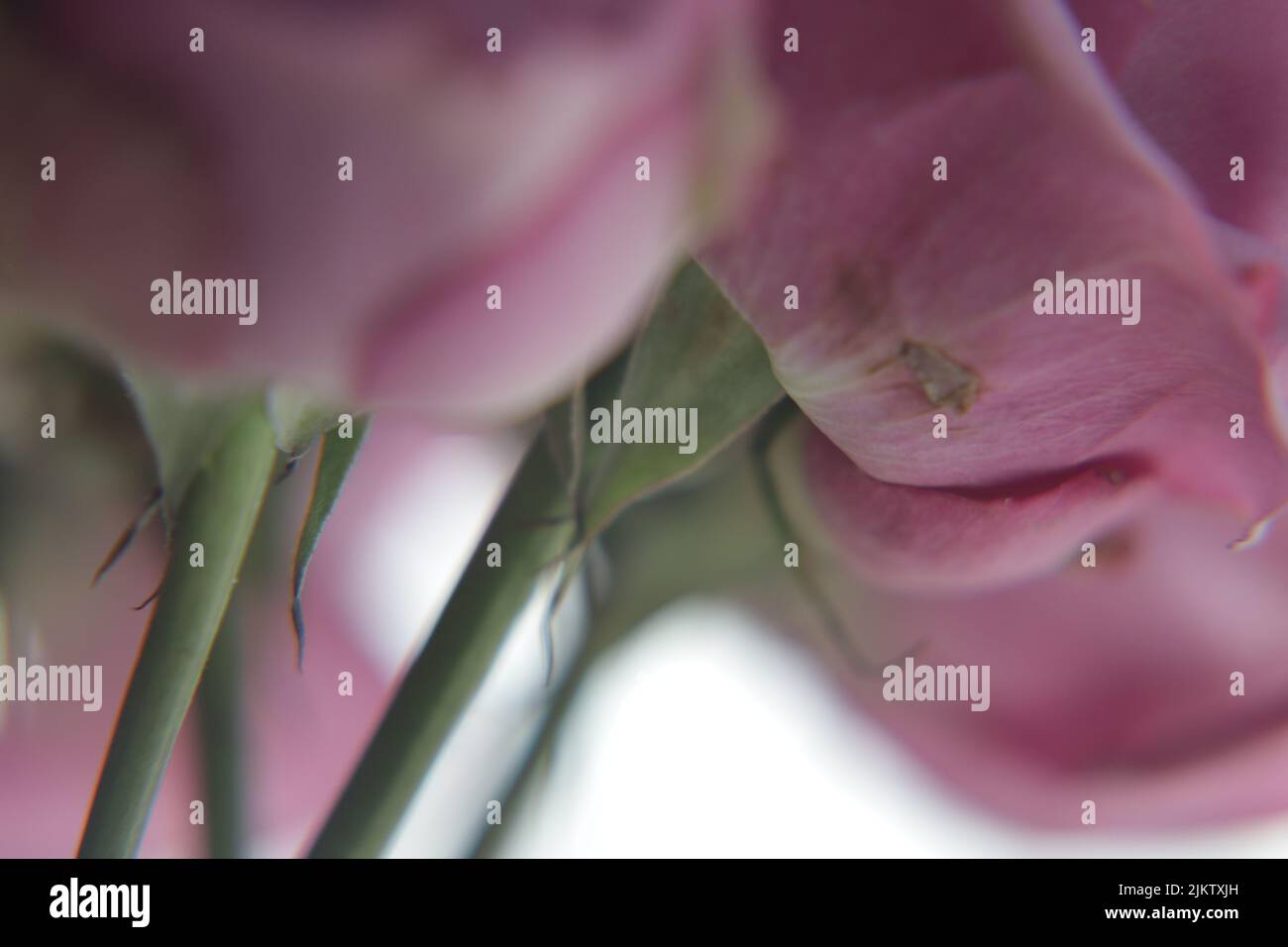 Un colpo selettivo di gambi di un bouquet di rose viola su uno sfondo sfocato Foto Stock