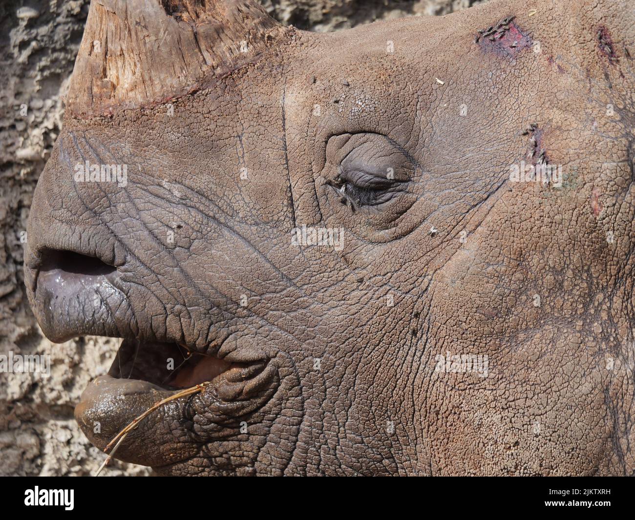 Un primo piano di un rinoceronte bianco del sud che si gode il sole nello zoo Foto Stock
