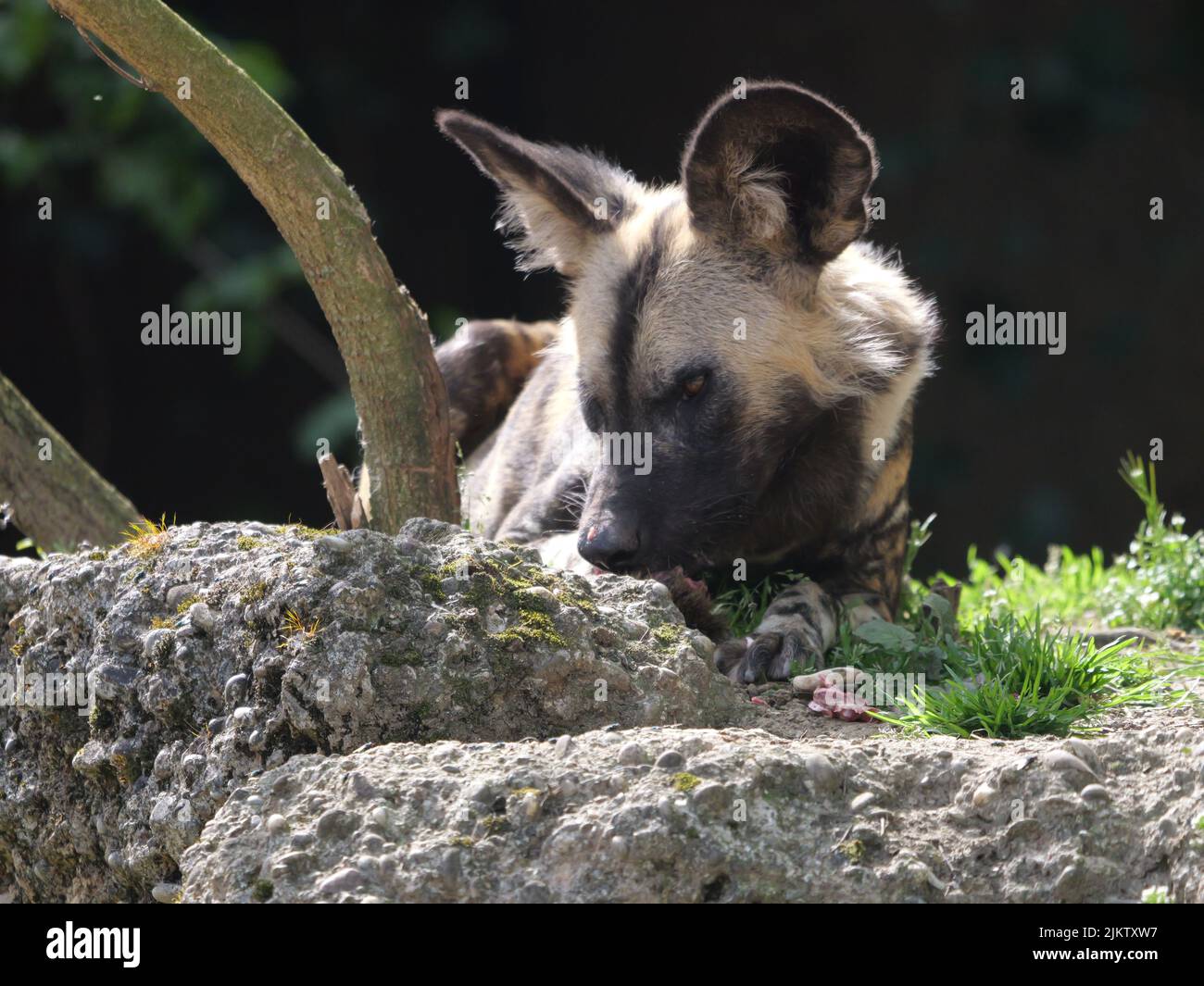 Un primo piano di un cane selvaggio africano nel suo habitat naturale in estate Foto Stock