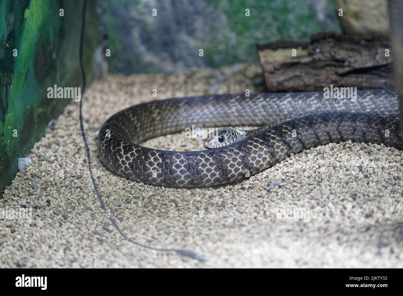Un primo piano di un berus di Vipera su piccole pietre Foto Stock