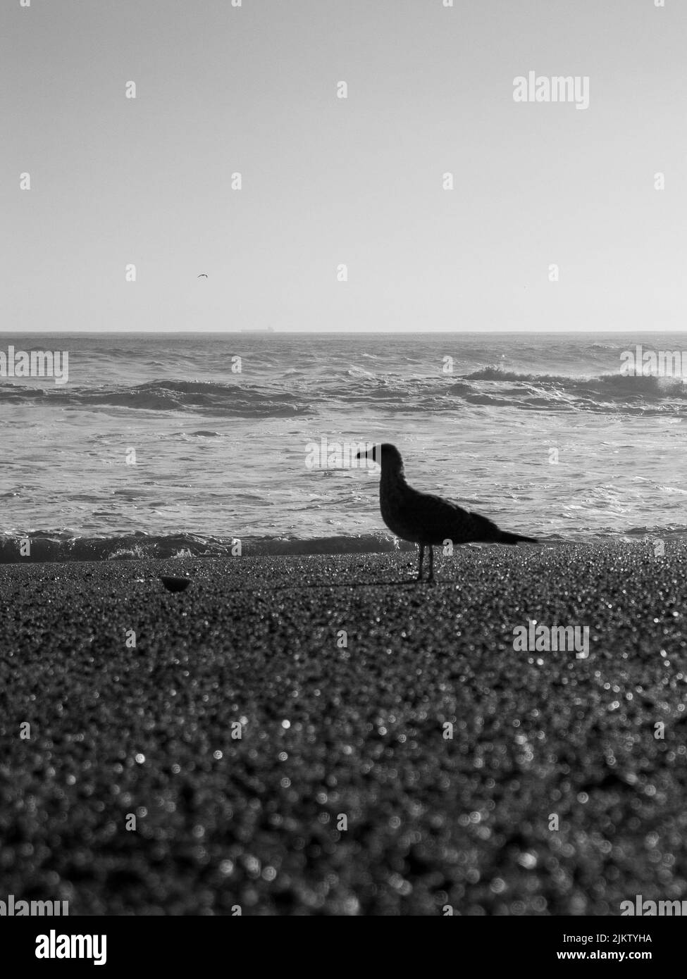 Un primo piano in scala di grigi di un uccello nella città di Oporto Foto Stock