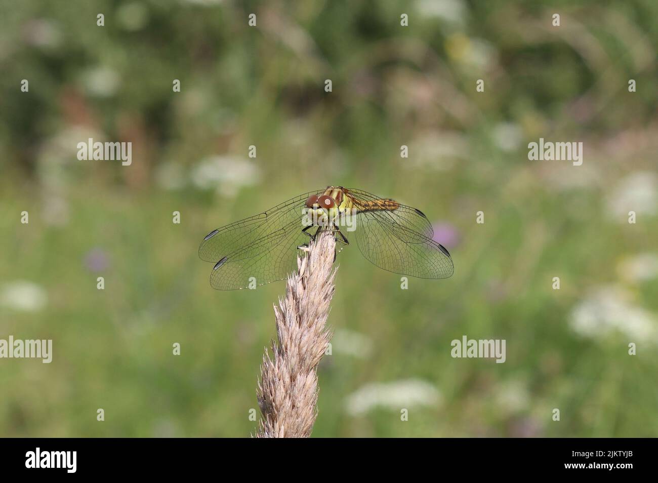 Libellula verde Foto Stock