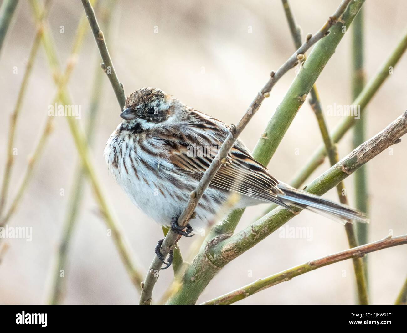 Il comune uccello di concia di canna Emberiza schoeniclus Foto Stock