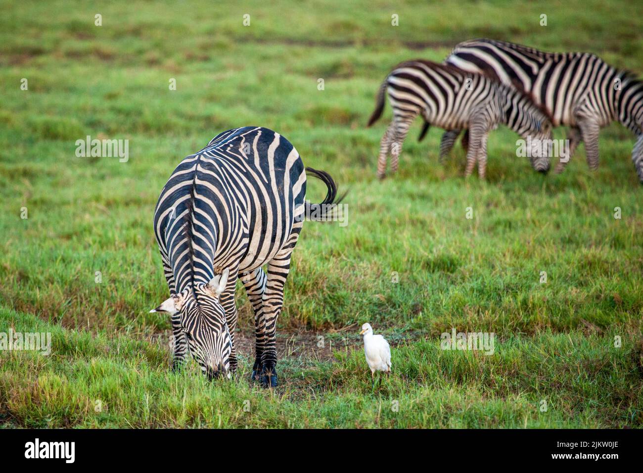 Un primo piano di zebre che pascolano un'erba nel campo Foto Stock