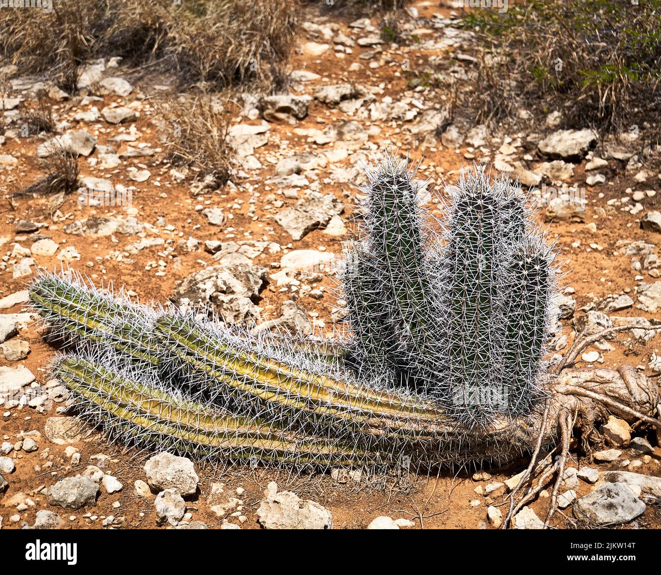 Piccolo cactus verde e giallo, adagiato sul terreno sabbioso e roccioso del deserto di colore arancione. Foto Stock