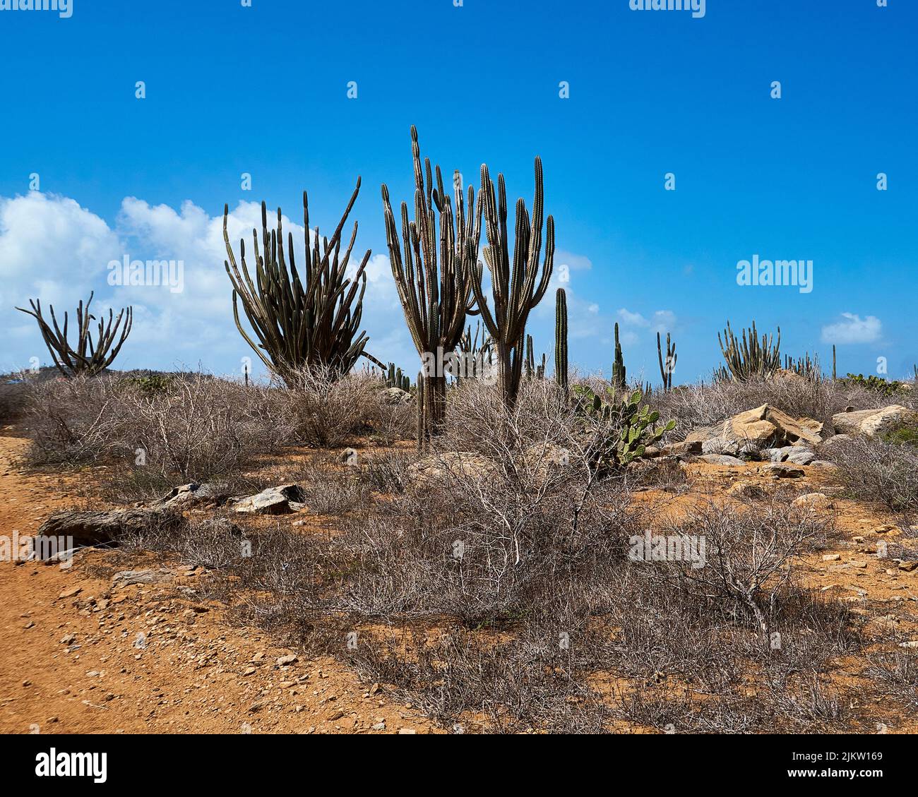 Vacanze ad Aruba. Alto cactus contro il cielo blu brillante, con un primo piano di arbusti secchi del deserto che crescono nel terreno sabbioso. Foto Stock