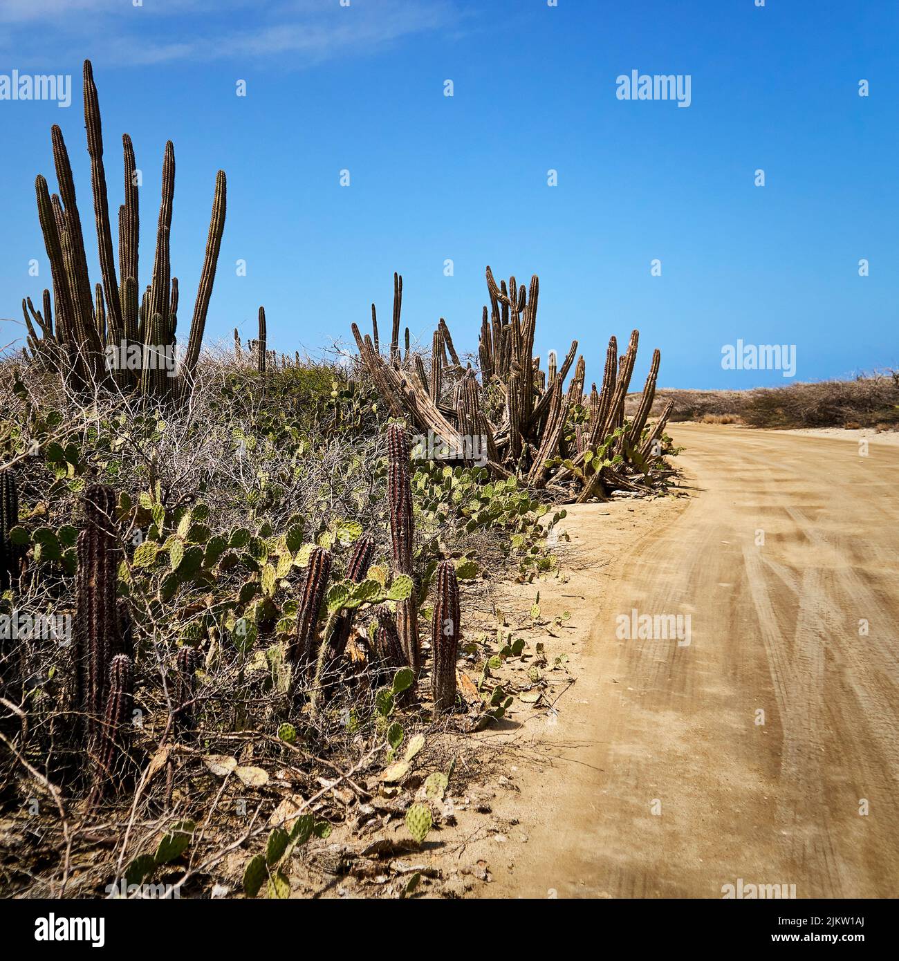 Cactus accanto alla strada sabbiosa per il faro della California sull'isola di Aruba. Popolare destinazione turistica. Foto Stock