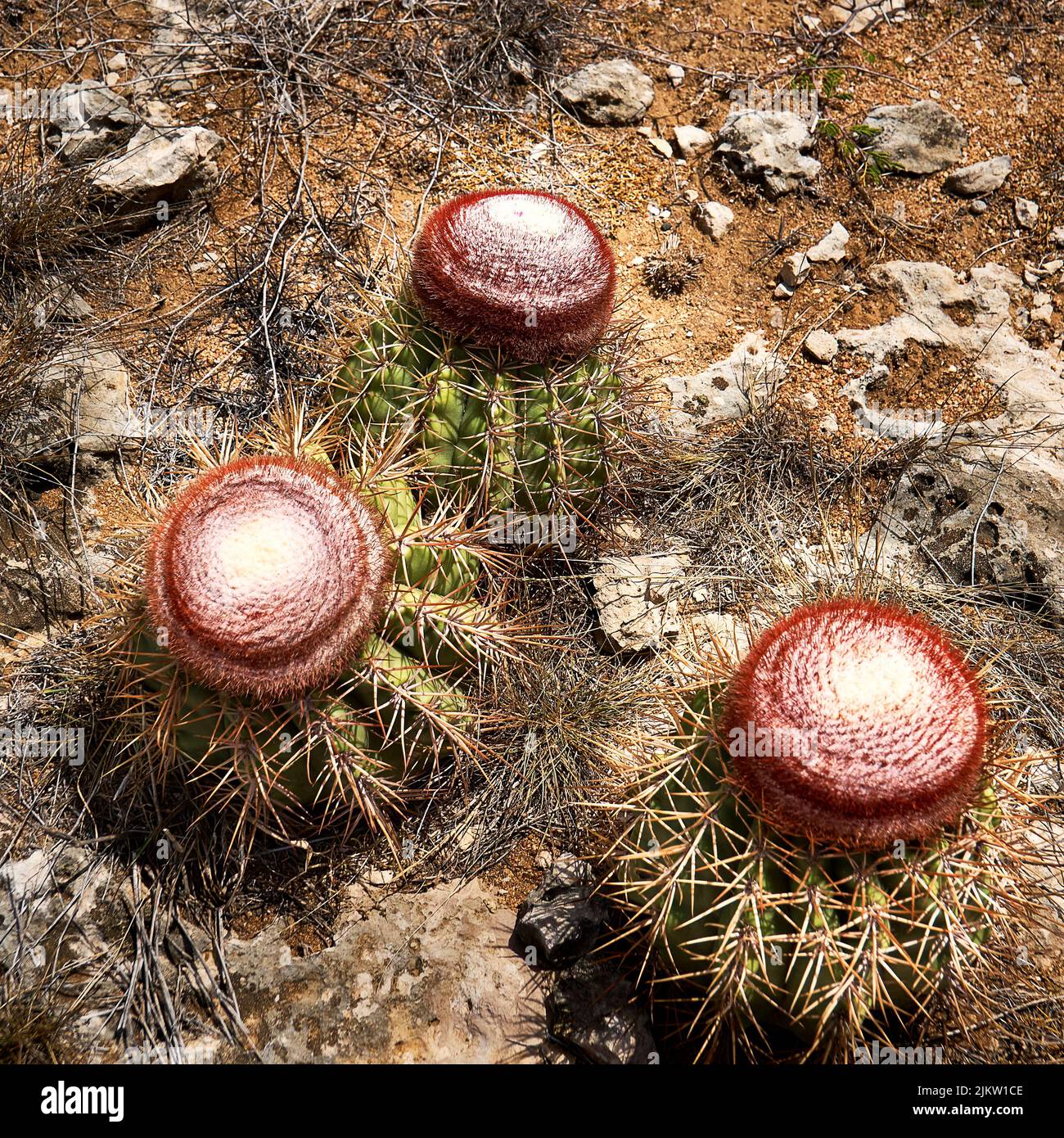 Tre cactus con interessanti fiori rossi arrugginiti, fioriti nel secco suolo del deserto aranciato. Foto Stock