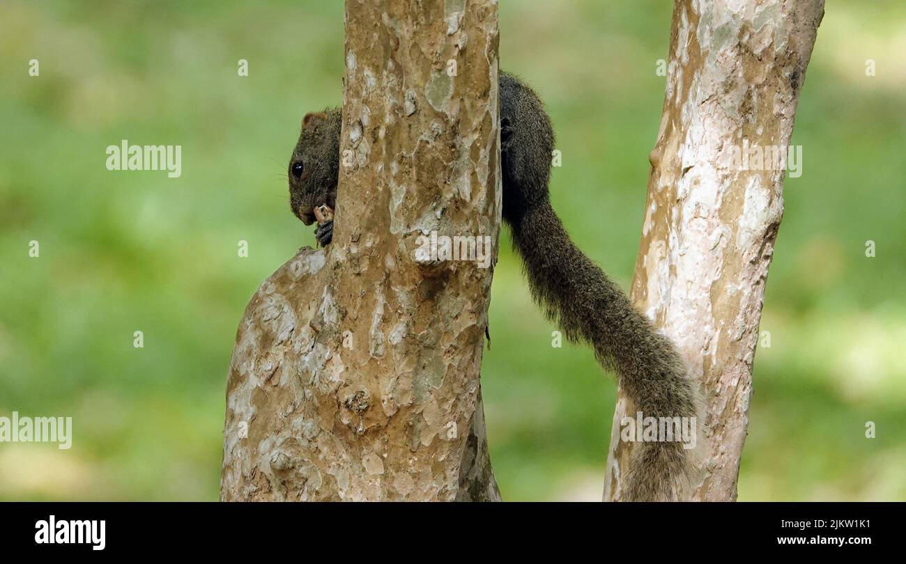 Un primo piano di uno scoiattolo sull'albero stelo contro lo sfondo verde sfocato Foto Stock