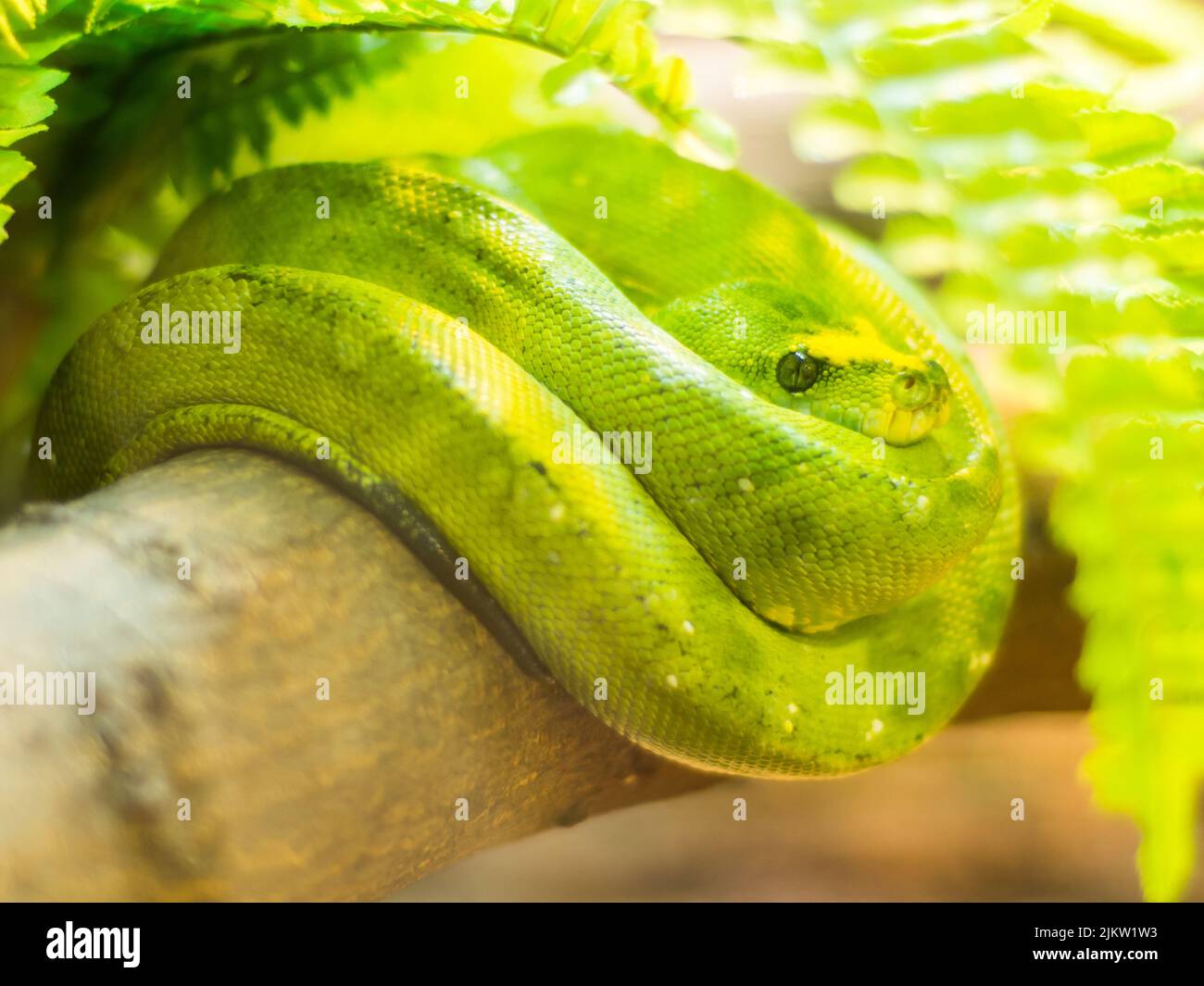 Un primo piano di un grazioso serpente di Python albero verde accoccolato su un tronco di albero circondato dal verde Foto Stock