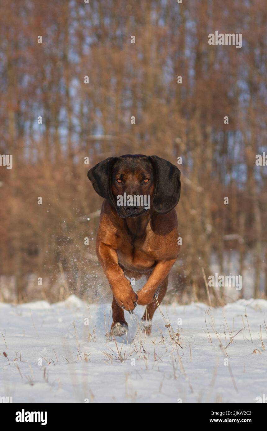 Muscle Bavarian Mountain Hound che corre attraverso la neve verso la macchina fotografica in una giornata invernale soleggiata Foto Stock