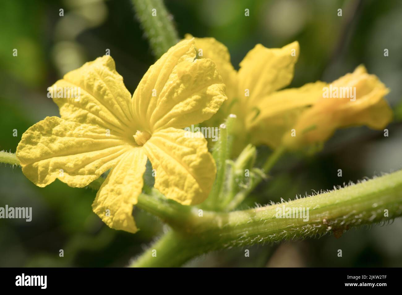Un primo piano di fiori di loofah gialli su sfondo sfocato Foto Stock