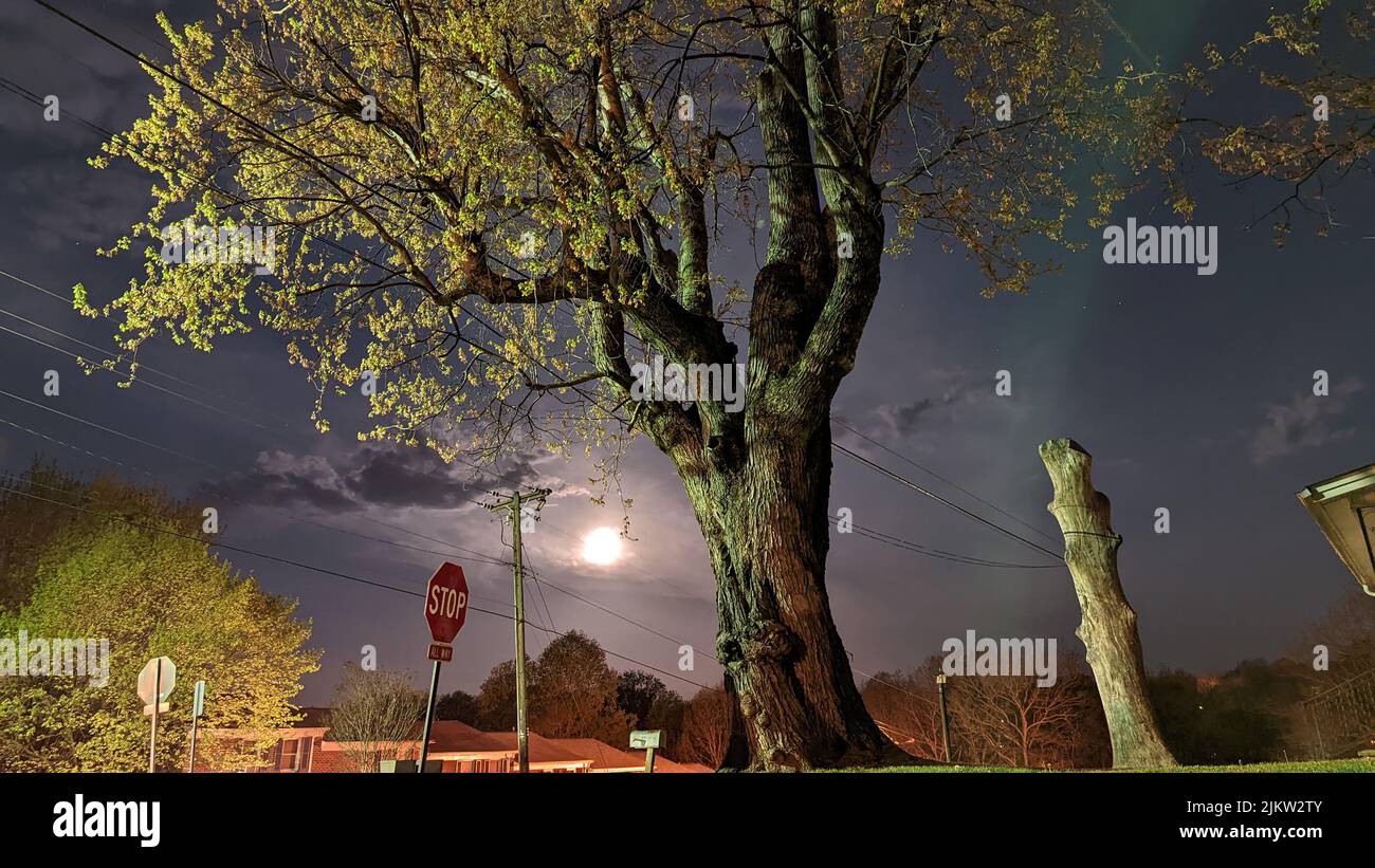 Albero gnarly vecchio sotto luna piena a 11th St e Amherst Ave. Altavista Virginia Foto Stock