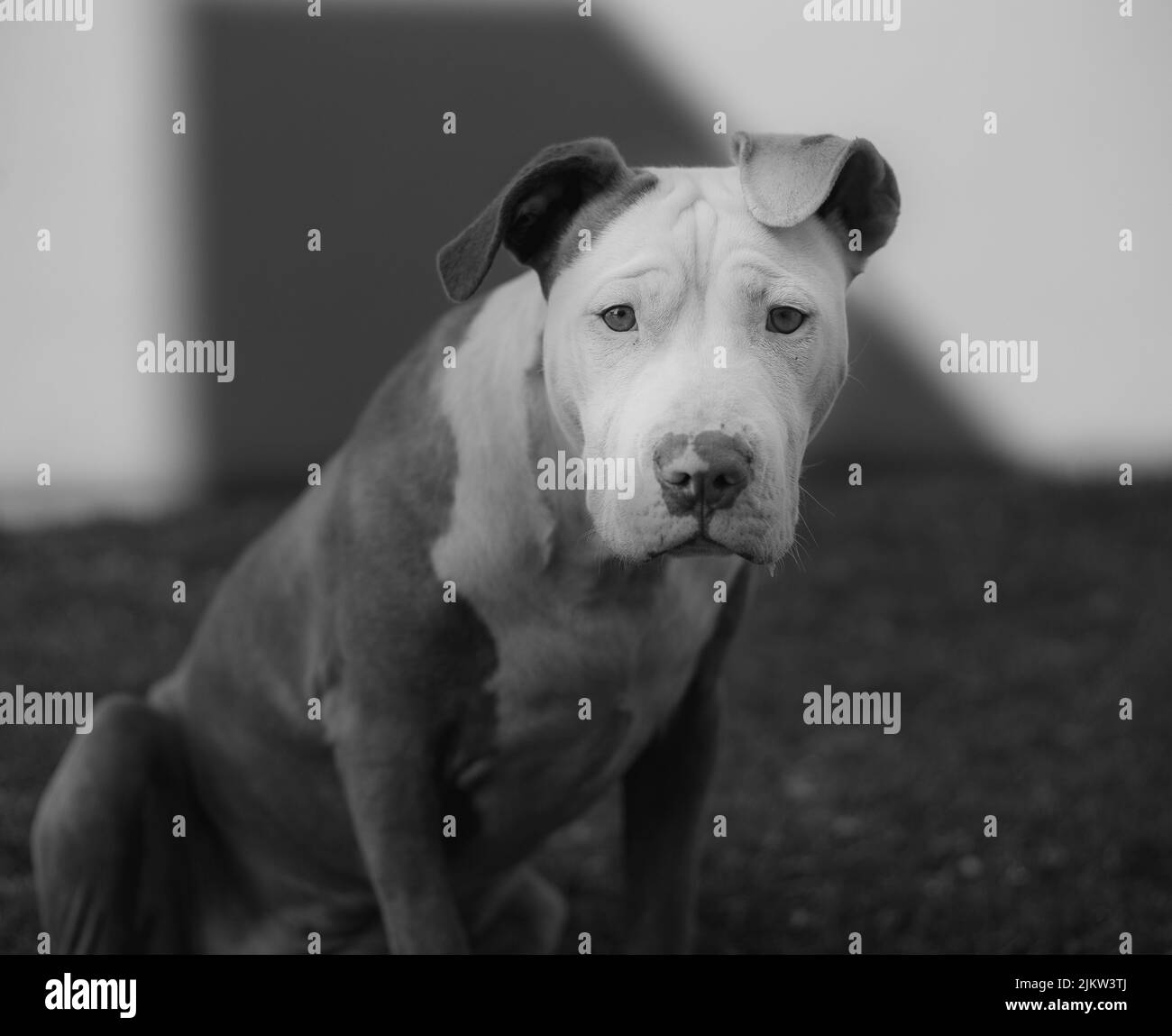 Un colpo in scala di grigi di un cane Foto Stock
